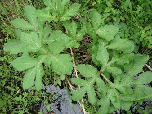 植物葉面積測(cè)定儀有什么作用？