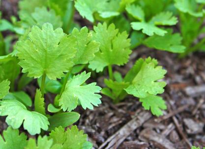 植物葉面積測定儀怎么去維護(hù)？