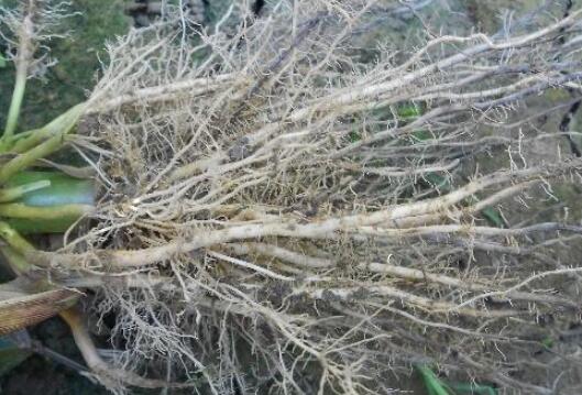 植物根系分析儀，選擇山東云唐如何？