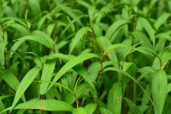 植物冠層測(cè)定儀在水稻種植當(dāng)中有什么作用？