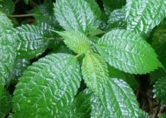 植物葉面積儀“精細(xì)化農(nóng)業(yè)”中的作用！