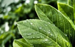 植物營(yíng)養(yǎng)測(cè)定儀的使用有哪些好處？